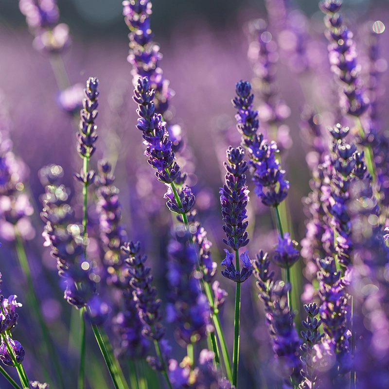 Créer un jardin méditerranéen