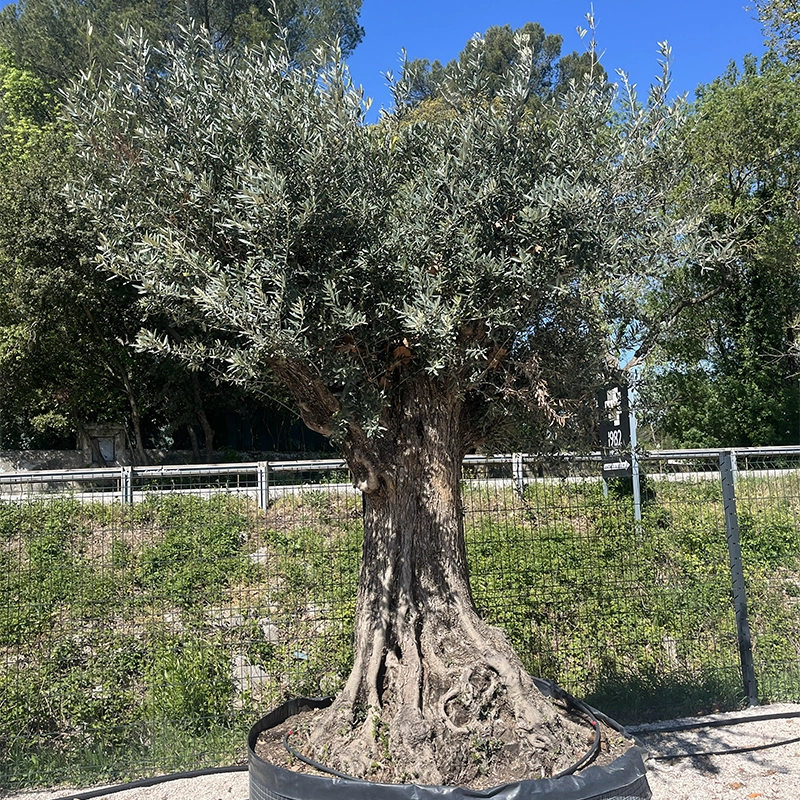 Créer un jardin méditerranéen