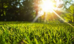 scarification gazon Montpellier