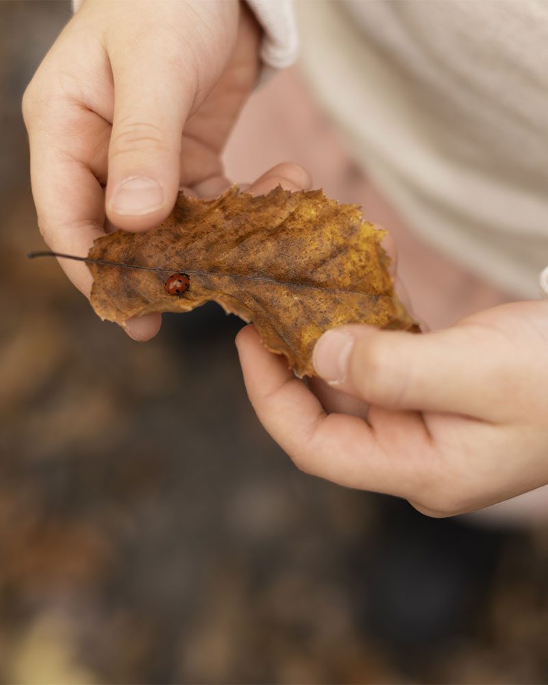 Crédit d’Impôt Jardinage à Montpellier
